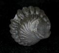 Enrolled Flexicalymene Trilobite From Ohio #20970-2